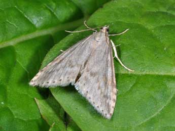 Udea decrepitalis H.-S. adulte - �Philippe Mothiron