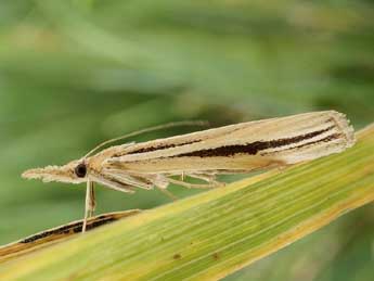 Agriphila deliella Hb. adulte - �Friedmar Graf