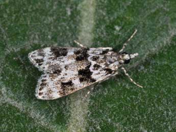 Eudonia delunella Stt. adulte - �Philippe Mothiron