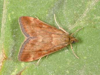 Pyrausta despicata Scop. adulte - �Philippe Mothiron