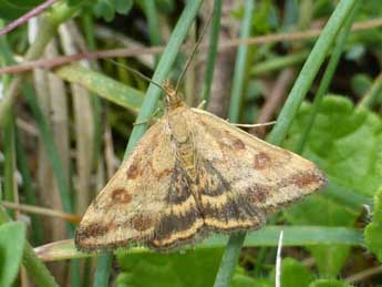 Pyrausta despicata Scop. adulte - �Tristan Lafranchis