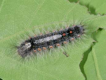  Chenille de Ocneria detrita Esp. - �Philippe Mothiron