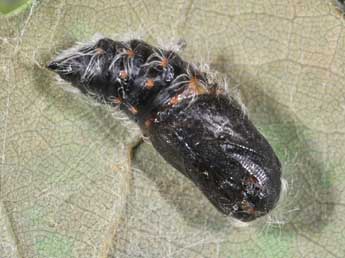  Chrysalide de Ocneria detrita Esp. - �Philippe Mothiron