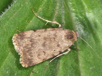 Autophila dilucida Hb. adulte - �Philippe Mothiron