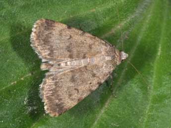 Autophila dilucida Hb. adulte - �Philippe Mothiron