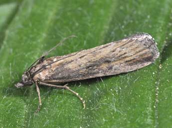 Isauria dilucidella Dup. adulte - �Philippe Mothiron