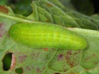  Chenille de Lycaena dispar Hw. - �Wolfgang Wagner, www.pyrgus.de