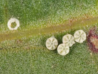  Oeuf de Lycaena dispar Hw. - �Wolfgang Wagner, www.pyrgus.de