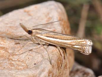 Ancylolomia disparalis Hb. adulte - �Philippe Mothiron