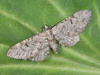 Eupithecia distinctaria H.-S. adulte - �Philippe Mothiron