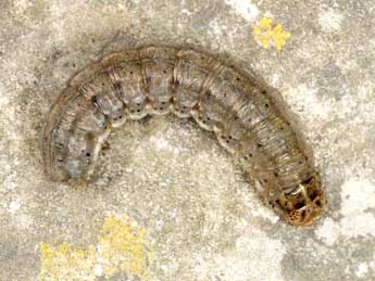  Chenille de Euxoa distinguenda Led. - �Wolfgang Wagner, www.pyrgus.de