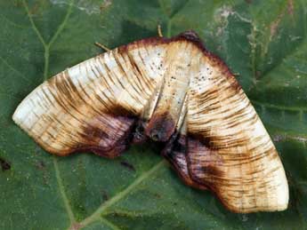 Plagodis dolabraria L. adulte - �Daniel Morel