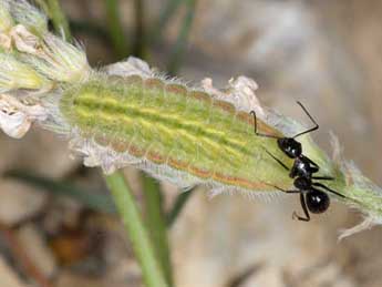  Chenille de Polyommatus dolus Hb. - �Wolfgang Wagner, www.pyrgus.de