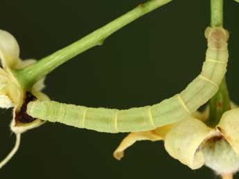  Chenille de Eupithecia egenaria H.-S. - �Jean-Claude Petit