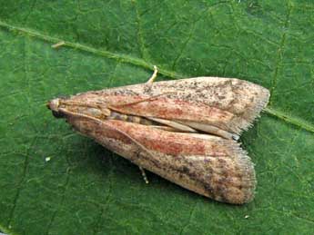 Ephestia elutella Hb. adulte - �Nicole Lepertel