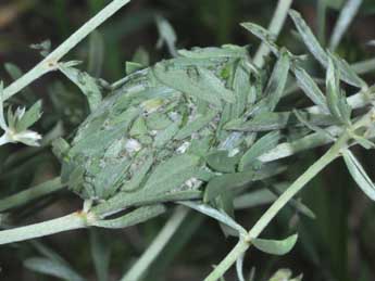  Chrysalide de Anthracia ephialtes Hb. - �Philippe Mothiron