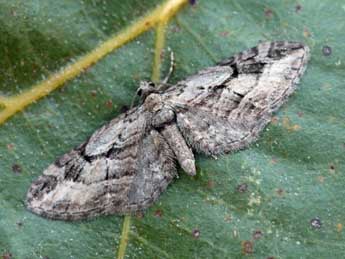 Eupithecia ericeata Rbr adulte - �Daniel Morel