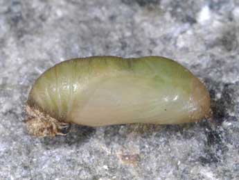  Chrysalide de Polyommatus eros O. - �Wolfgang Wagner, www.pyrgus.de