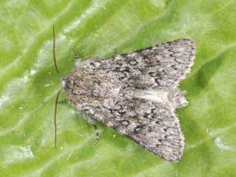 Acronicta euphorbiae D. & S. adulte - �Philippe Mothiron