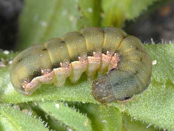  Chenille de Spodoptera exigua Hb. - �Wolfgang Wagner, www.pyrgus.de
