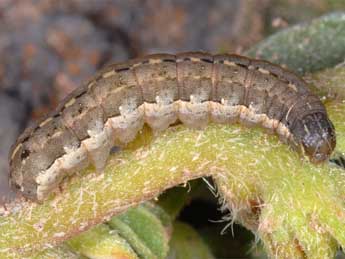  Chenille de Spodoptera exigua Hb. - �Wolfgang Wagner, www.pyrgus.de