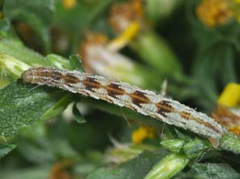  Chenille de Eupithecia expallidata Dbld. - �Philippe Mothiron