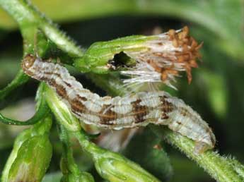  Chenille de Eupithecia expallidata Dbld. - �Philippe Mothiron