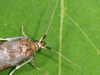 Laodamia faecella Z. adulte - �Philippe Mothiron