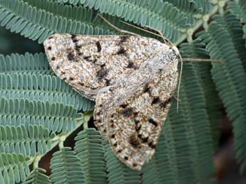 Dyscia fagaria Thnbg adulte - �Daniel Morel