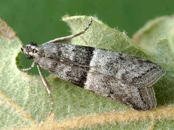 Elegia atrifasciella Rag. adulte - �Friedmar Graf