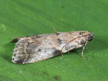 Acrobasis fallouella Rag. adulte - �Philippe Mothiron