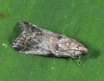 Acrobasis fallouella Rag. adulte - �Philippe Mothiron