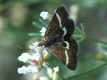 Loxostege fascialis Hb. adulte - �Alain Cama