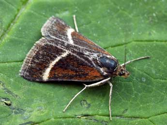 Loxostege fascialis Hb. adulte - �Daniel Morel