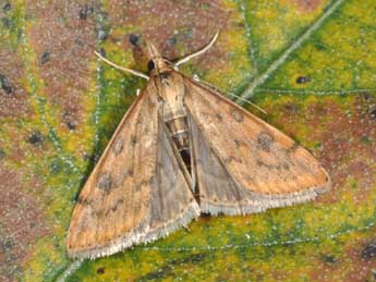 Udea ferrugalis Hb. adulte - �Philippe Mothiron