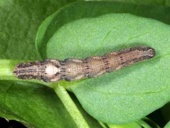  Chenille de Cleta filacearia H.-S. - �Wolfgang Wagner, www.pyrgus.de