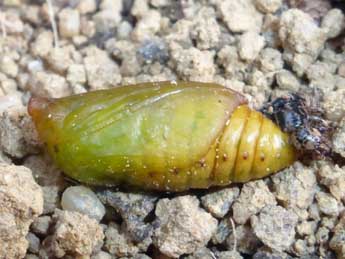  Chrysalide de Synthymia fixa F. - �Tristan Lafranchis