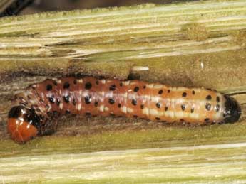  Chenille de Gortyna flavago D. & S. - �Wolfgang Wagner, www.pyrgus.de