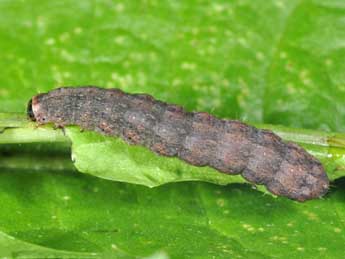  Chenille de Caradrina flavirena Gn. - �Philippe Mothiron