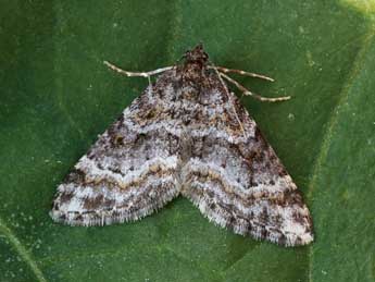 Hospitalia flavolineata Stgr adulte - �Lionel Taurand