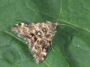 Aporodes floralis Hb. adulte - �Philippe Mothiron