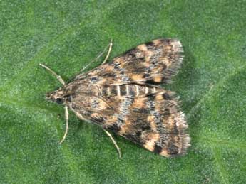 Aporodes floralis Hb. adulte - �Philippe Mothiron