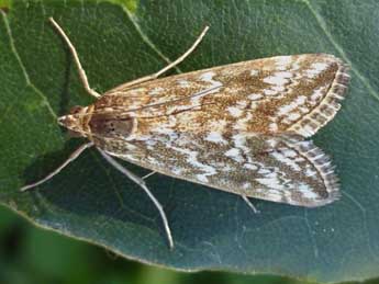 Evergestis frumentalis L. adulte - �Tristan Lafranchis