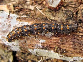  Chenille de Parascotia fuliginaria L. - �Jean-Luc Ranger