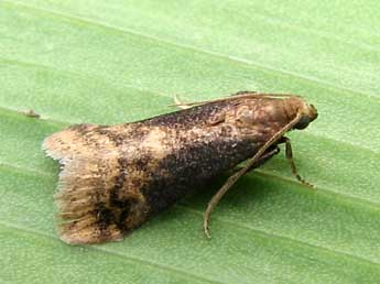 Euzophera fuliginosella Hein. adulte - �Nicole Lepertel