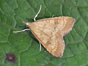 Udea fulvalis Hb. adulte - �Philippe Mothiron