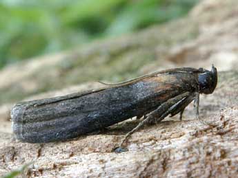 Sciota fumella Ev. adulte - �Friedmar Graf