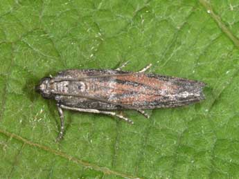 Cadra furcatella H.-S. adulte - �Philippe Mothiron