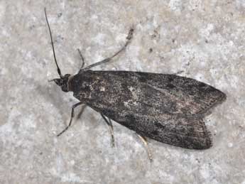 Pyla fusca Hw. adulte - �Philippe Mothiron