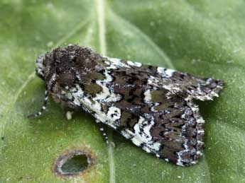 Crypsedra gemmea Tr. adulte - �Daniel Morel & Philippe Bachelard